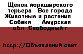 Щенок йоркширского терьера - Все города Животные и растения » Собаки   . Амурская обл.,Свободный г.